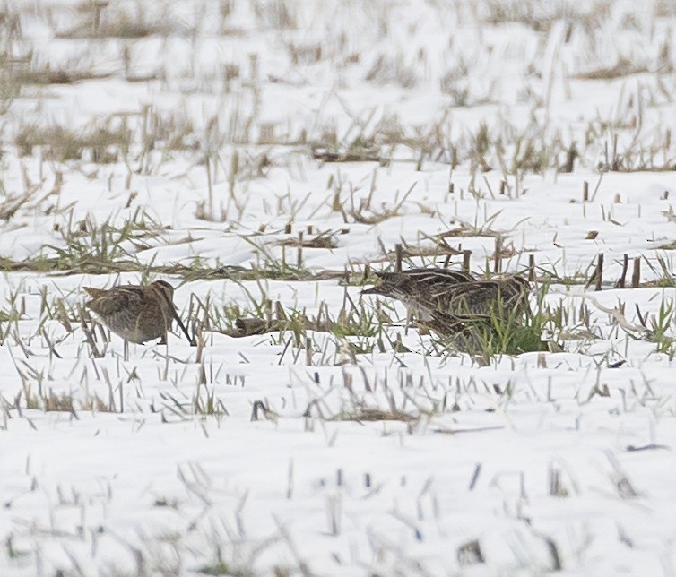 Wilson's Snipe - ML646698020