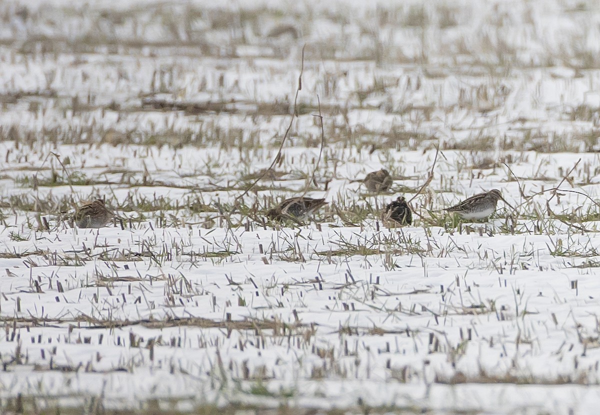 Wilson's Snipe - ML646698021
