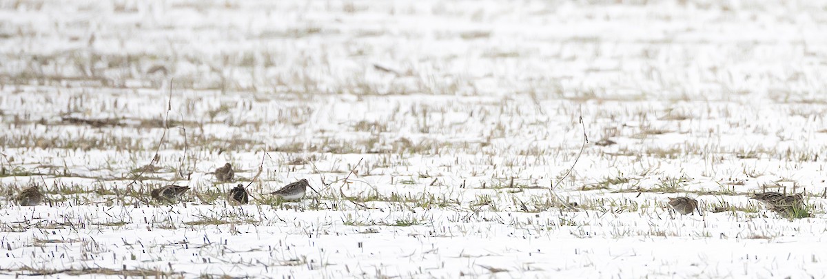 Wilson's Snipe - ML646698022