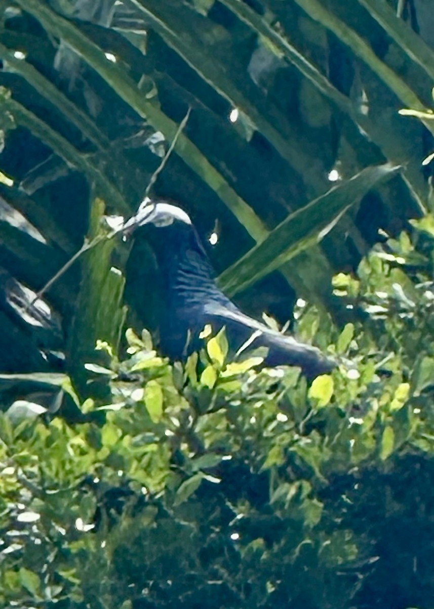 White-crowned Pigeon - ML646698024