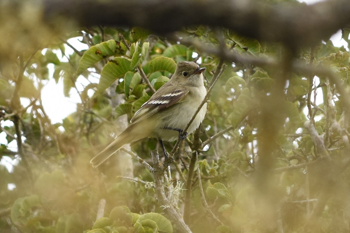 White-crested Elaenia - ML646698025