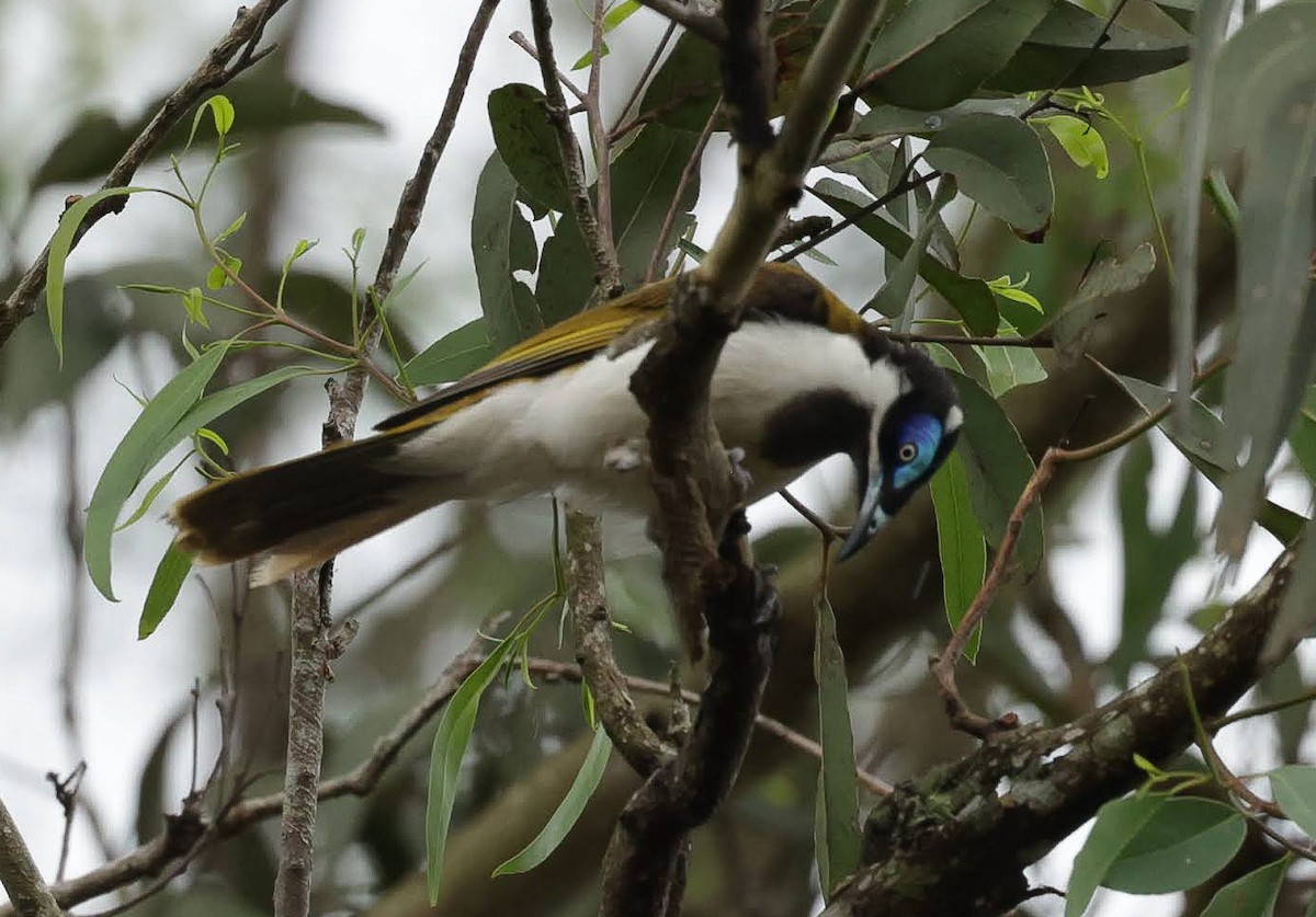 Blue-faced Honeyeater - ML646698026