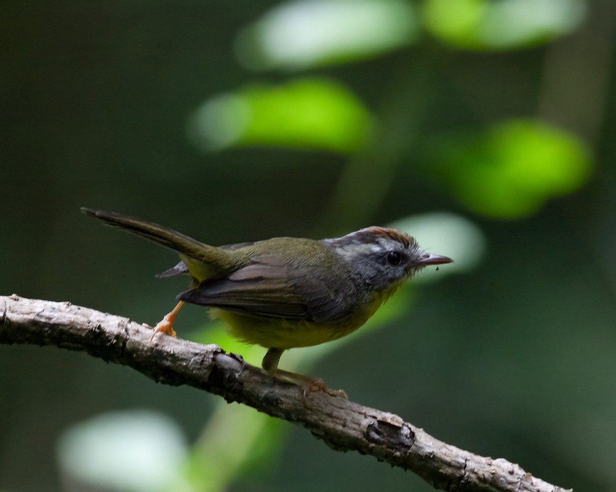 キンイタダキアメリカムシクイ - ML646698027