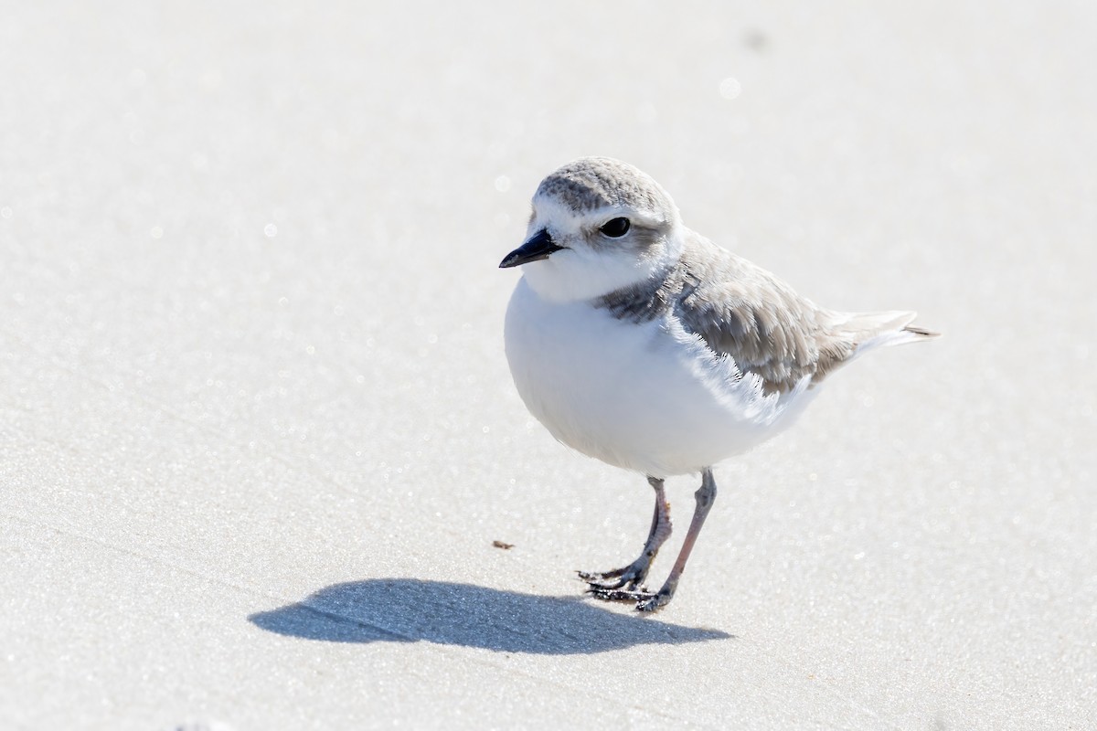 Snowy Plover - ML646698028