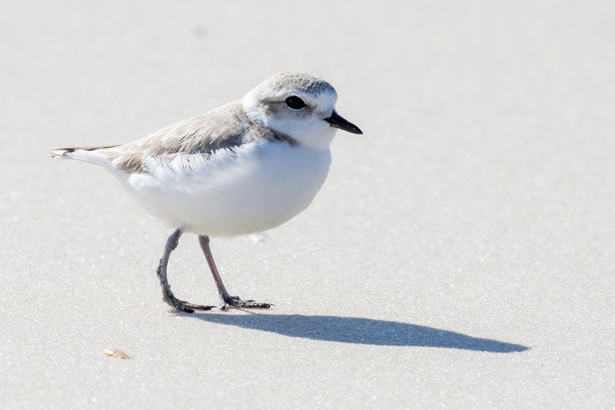 Snowy Plover - ML646698029