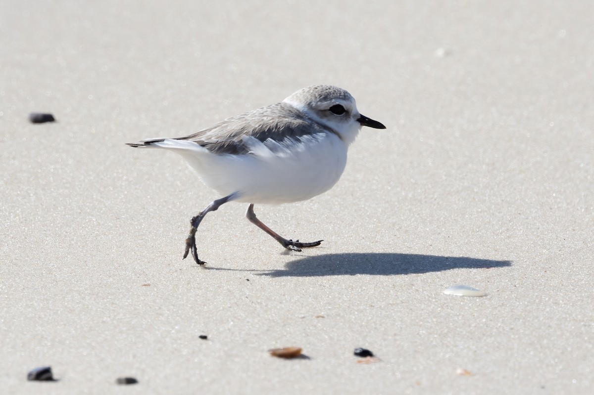 Snowy Plover - ML646698030