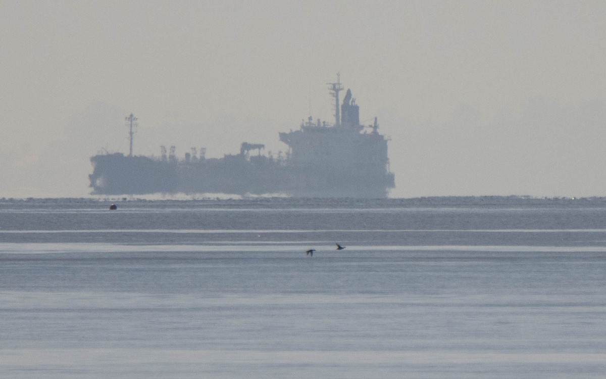 ヨーロッパクロガモ - ML646698031