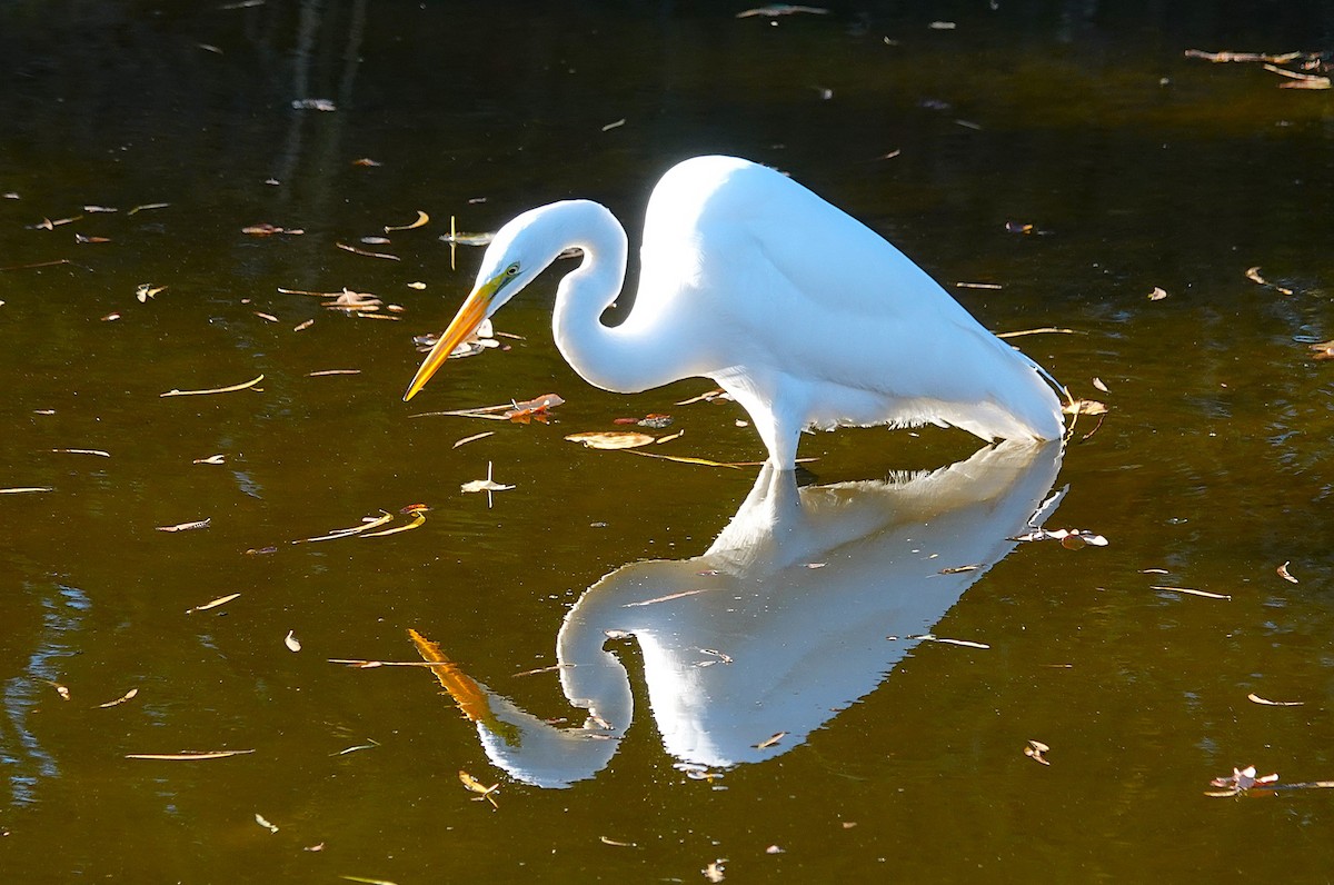 Grande Aigrette - ML646698032