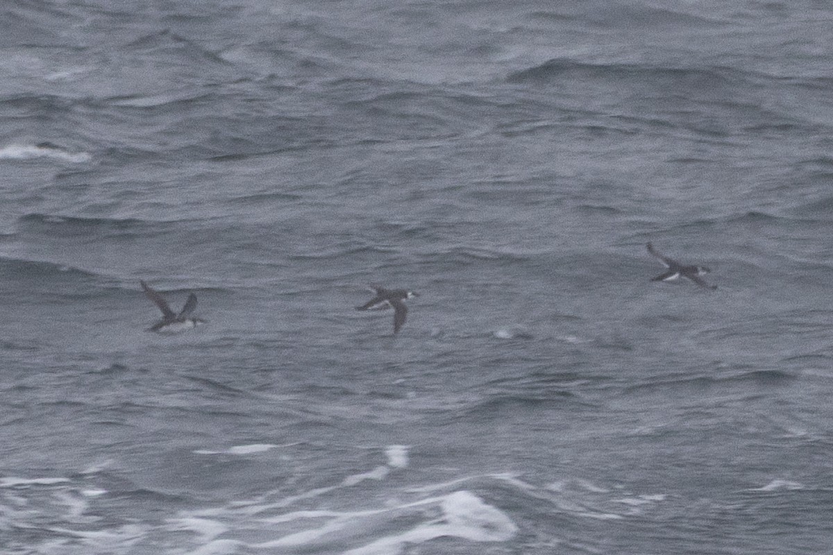 large alcid sp. - ML646698035