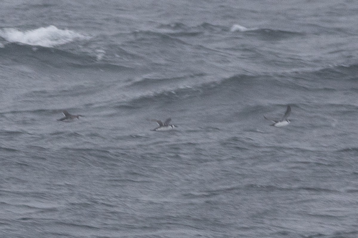 large alcid sp. - ML646698036