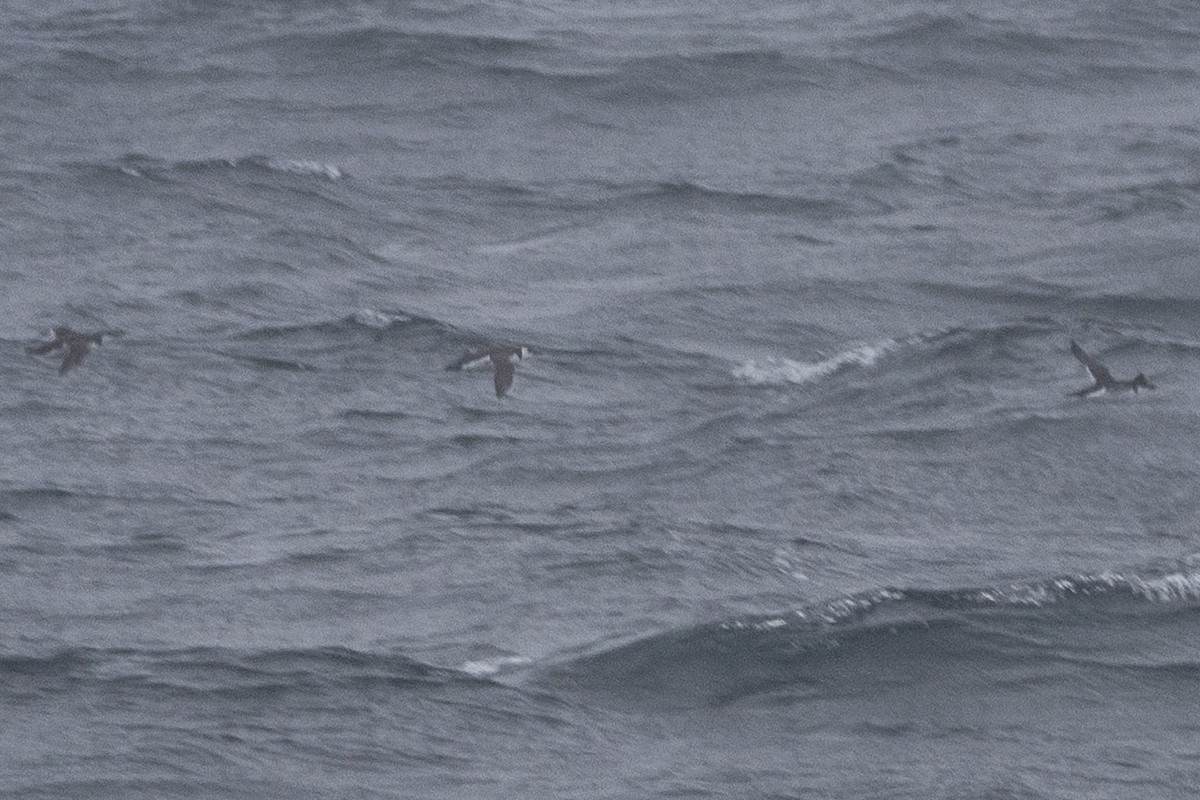 large alcid sp. - ML646698037