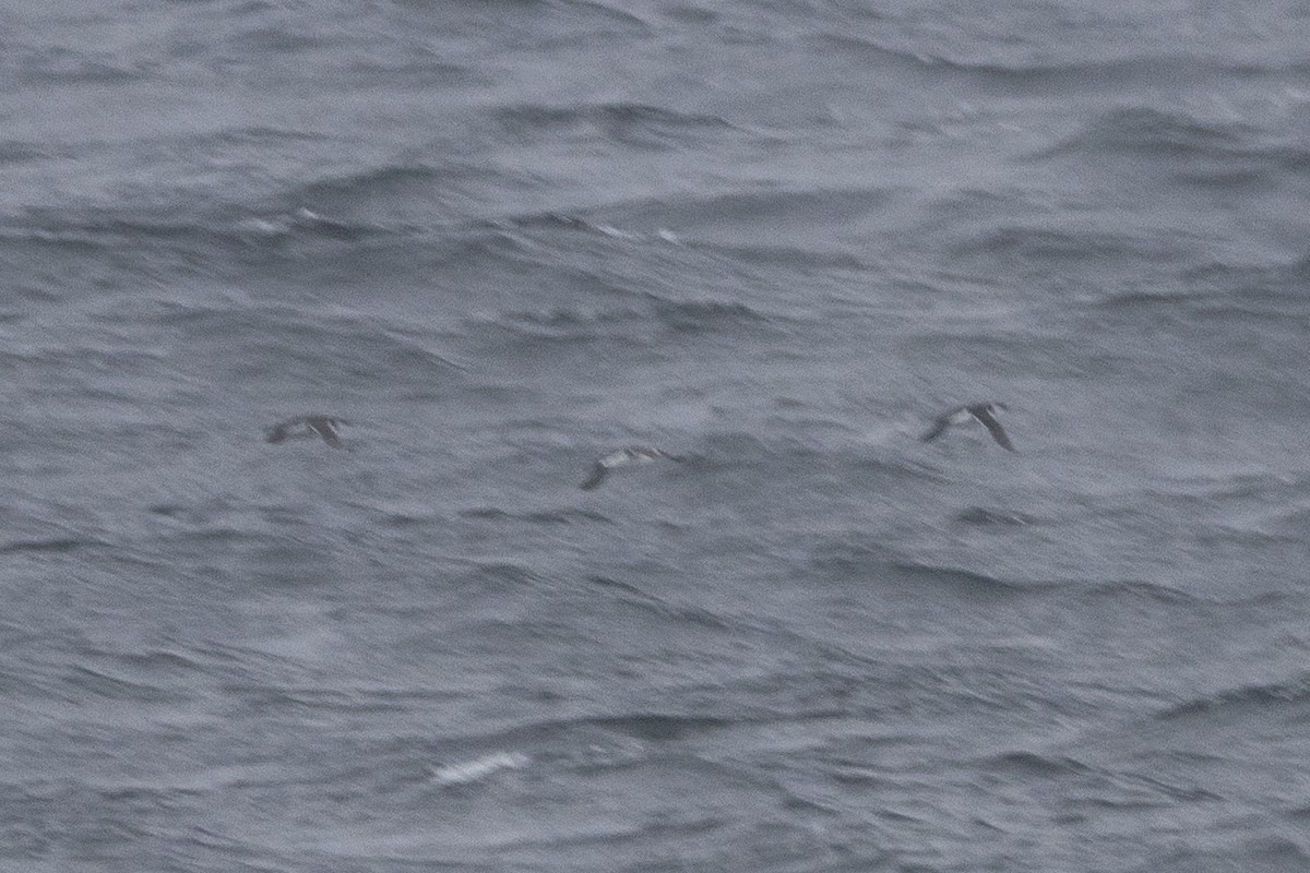 large alcid sp. - ML646698038