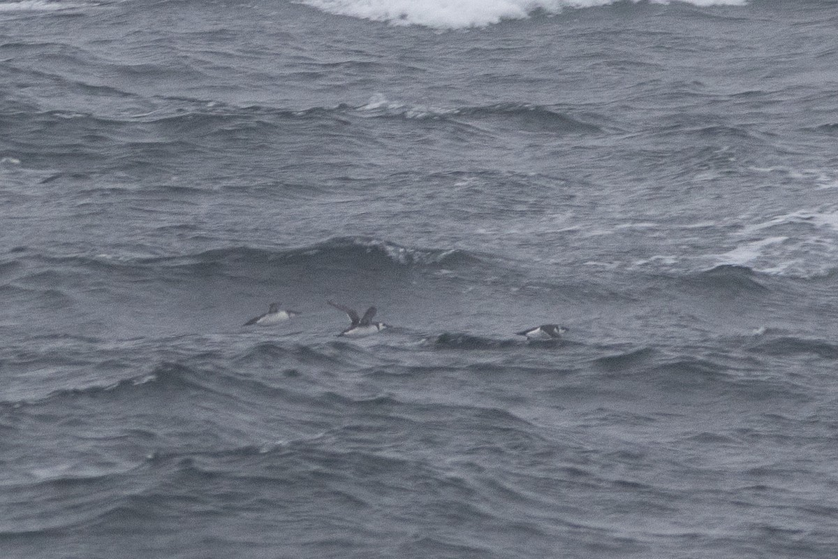 large alcid sp. - ML646698039