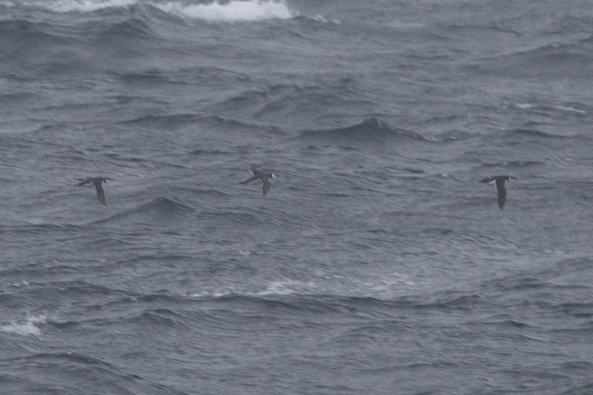 large alcid sp. - ML646698040