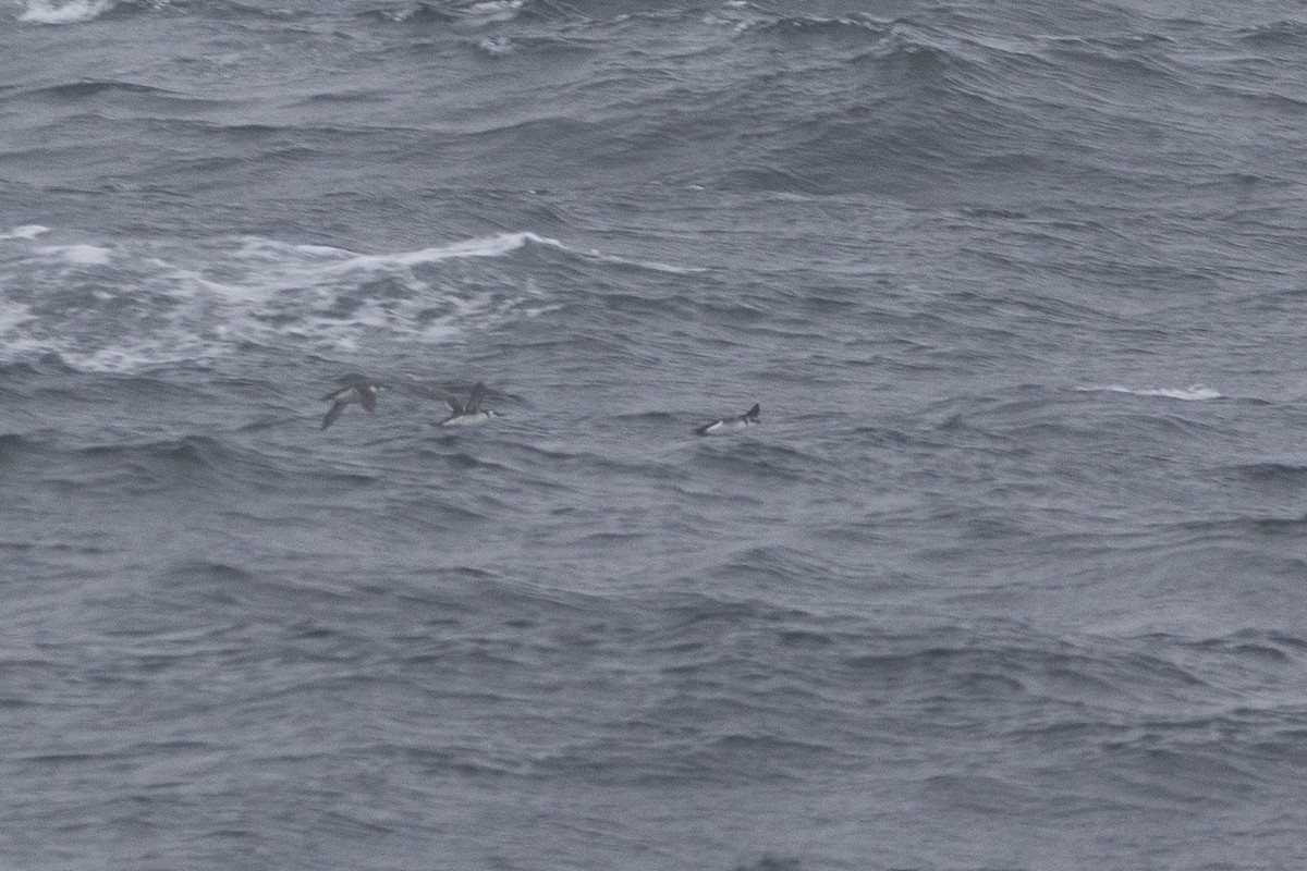 large alcid sp. - ML646698041