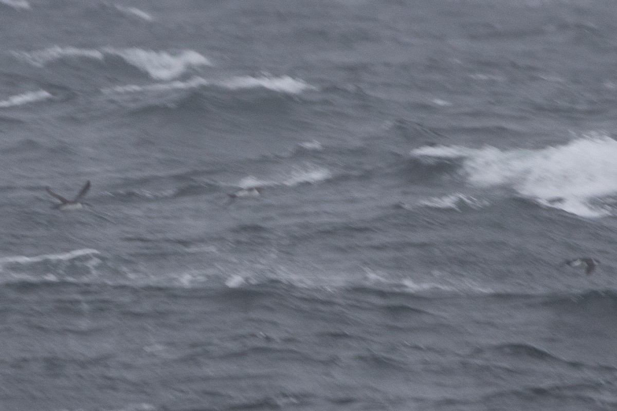 large alcid sp. - ML646698042