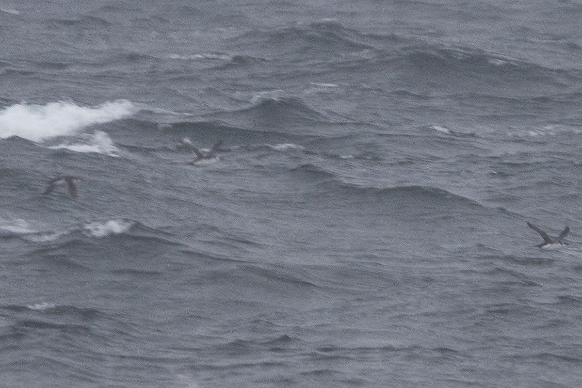 large alcid sp. - ML646698043