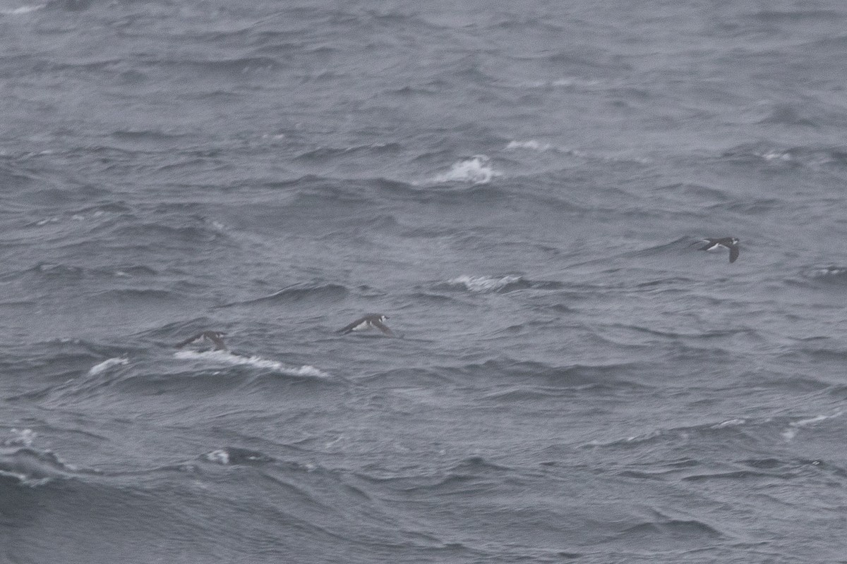 large alcid sp. - ML646698044