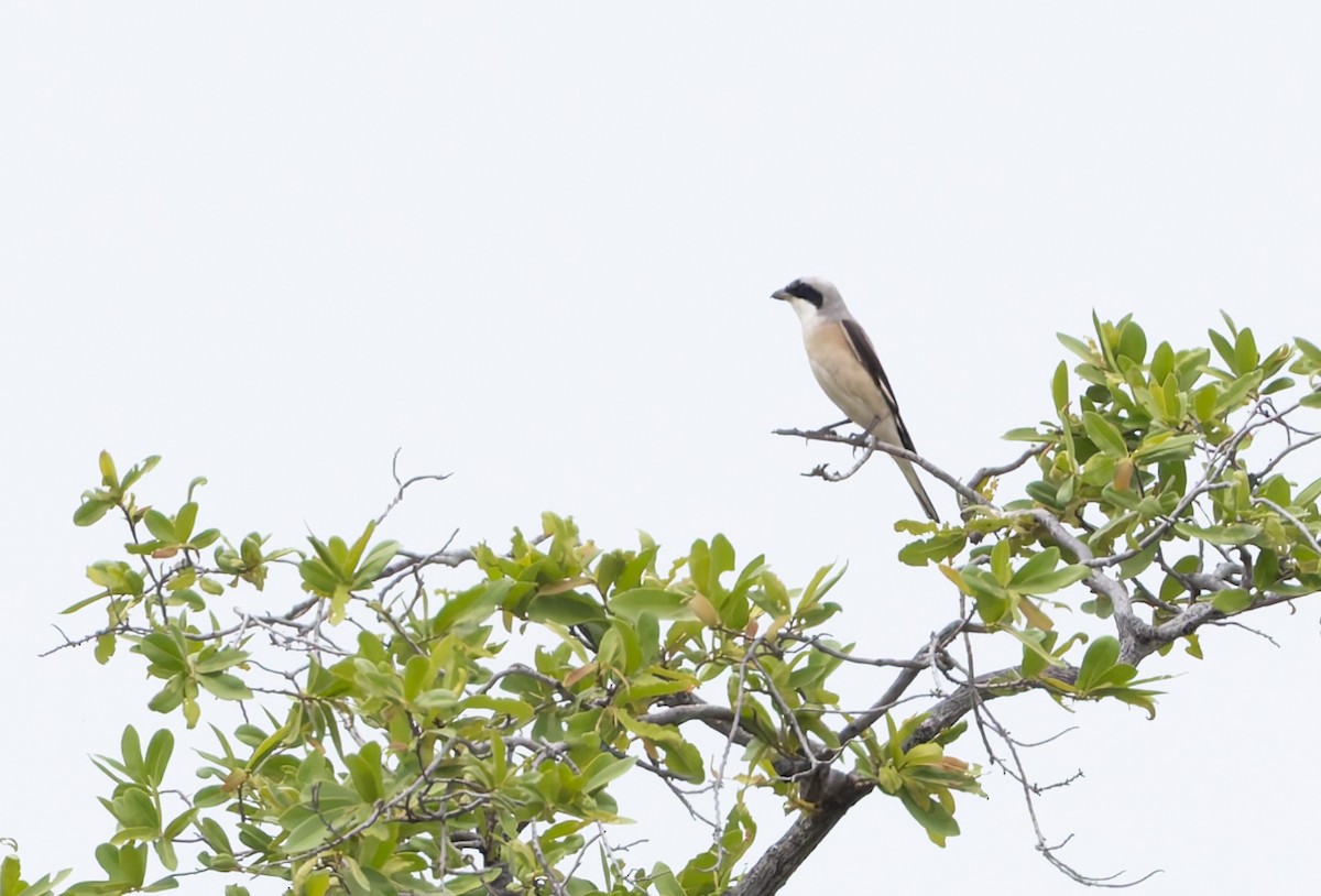 Lesser Gray Shrike - ML646698047
