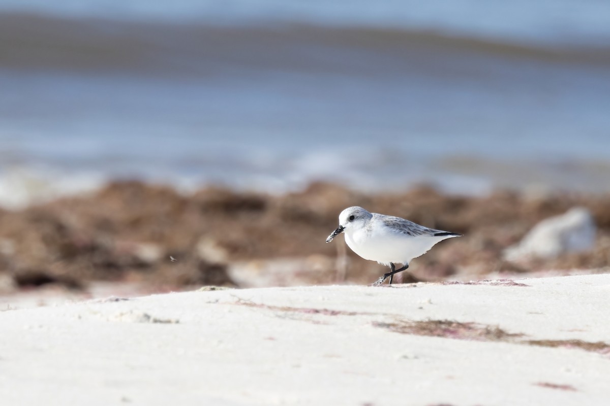 Гурвалж элсэг - ML646698048