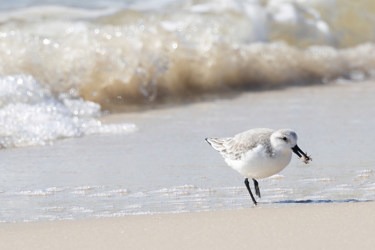 Гурвалж элсэг - ML646698049