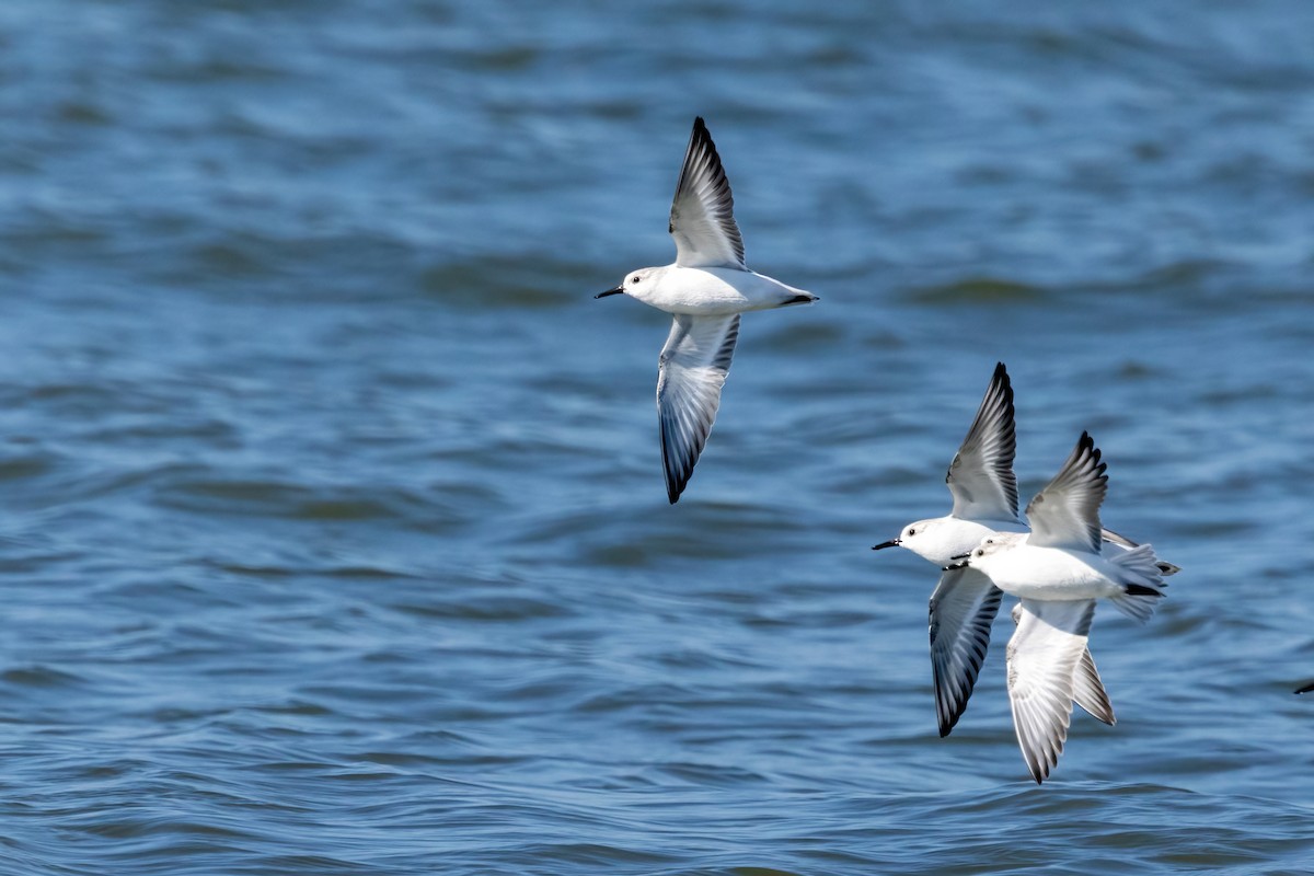 Гурвалж элсэг - ML646698050