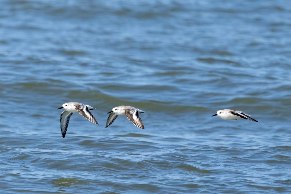 Гурвалж элсэг - ML646698051