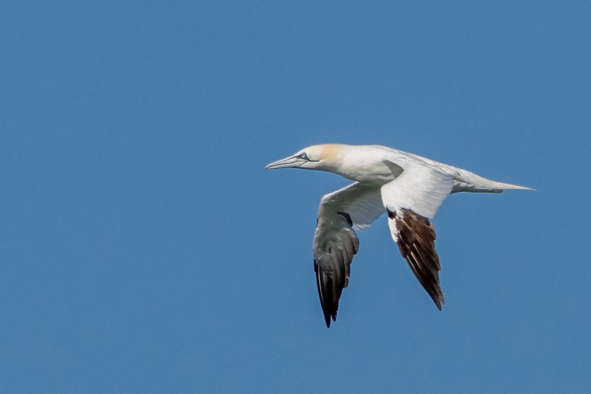 Northern Gannet - ML646698053