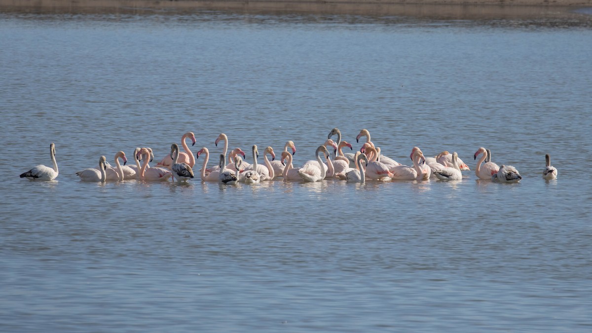 Flamenko handia - ML646698054