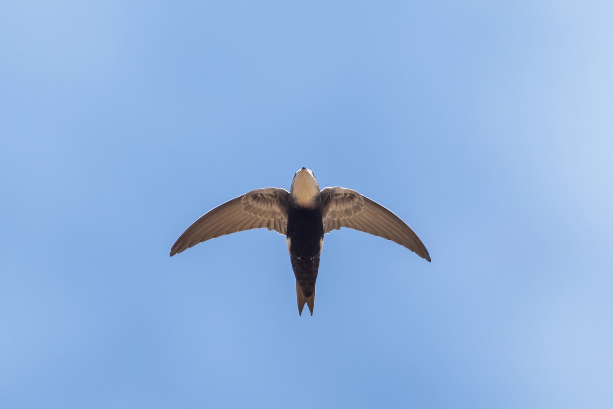 Horus Swift - ML646698056