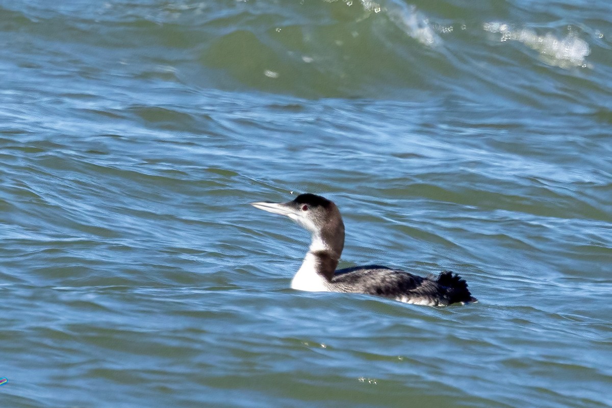 Common Loon - ML646698057