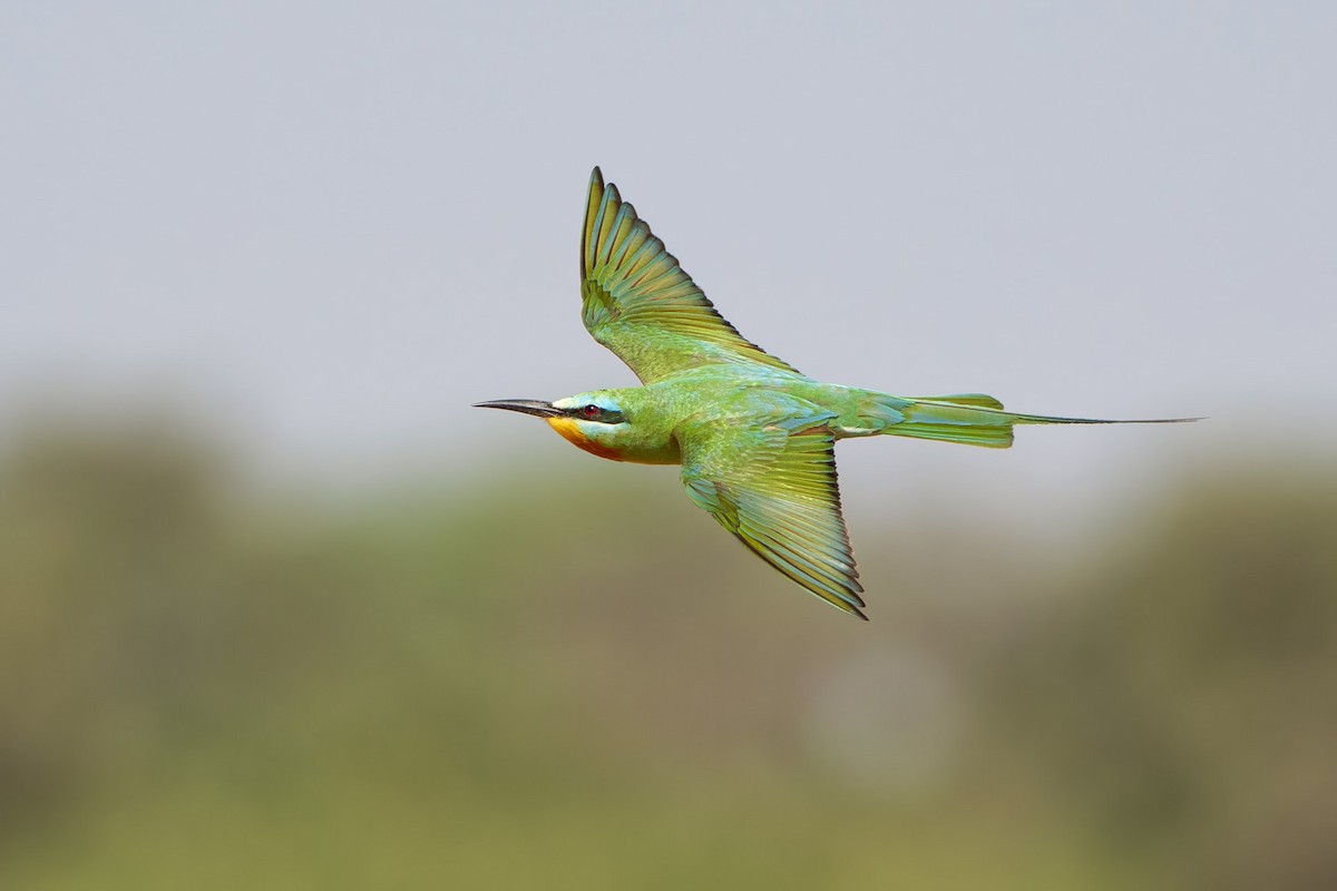 Erle-txori papargorria - ML646698060