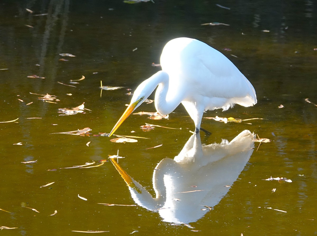 Grande Aigrette - ML646698061