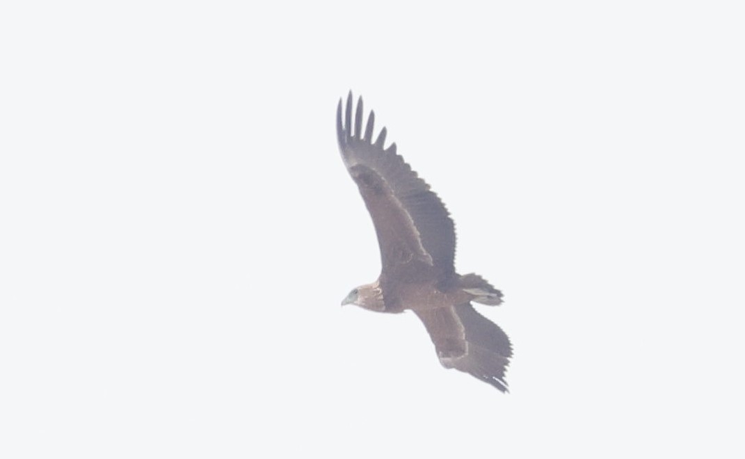 Bateleur - ML646698062