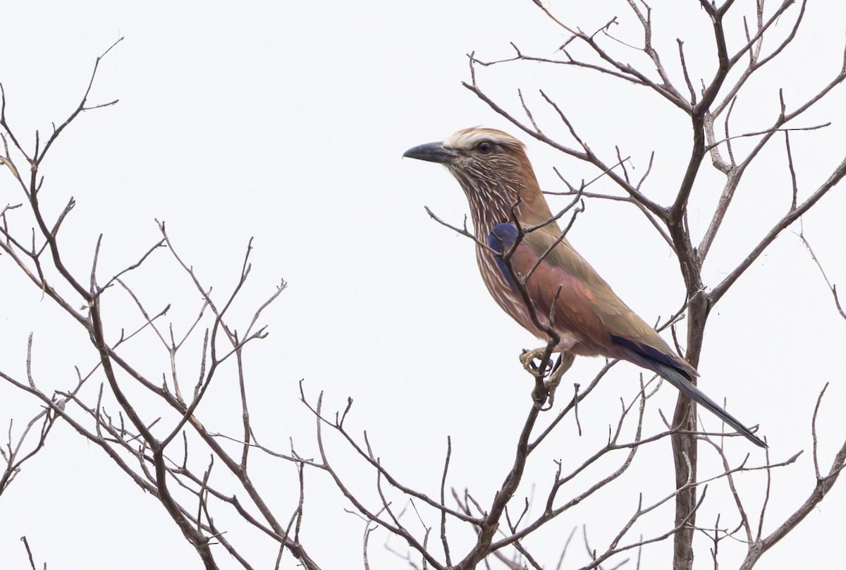 Purple Roller - ML646698063