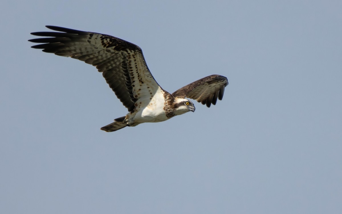 Arrano arrantzalea - ML646698064