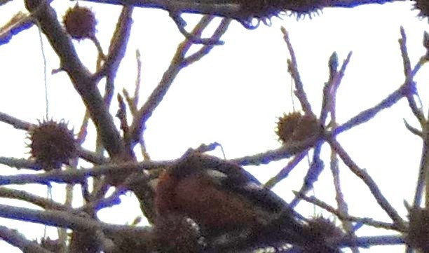 křivka bělokřídlá - ML646698065