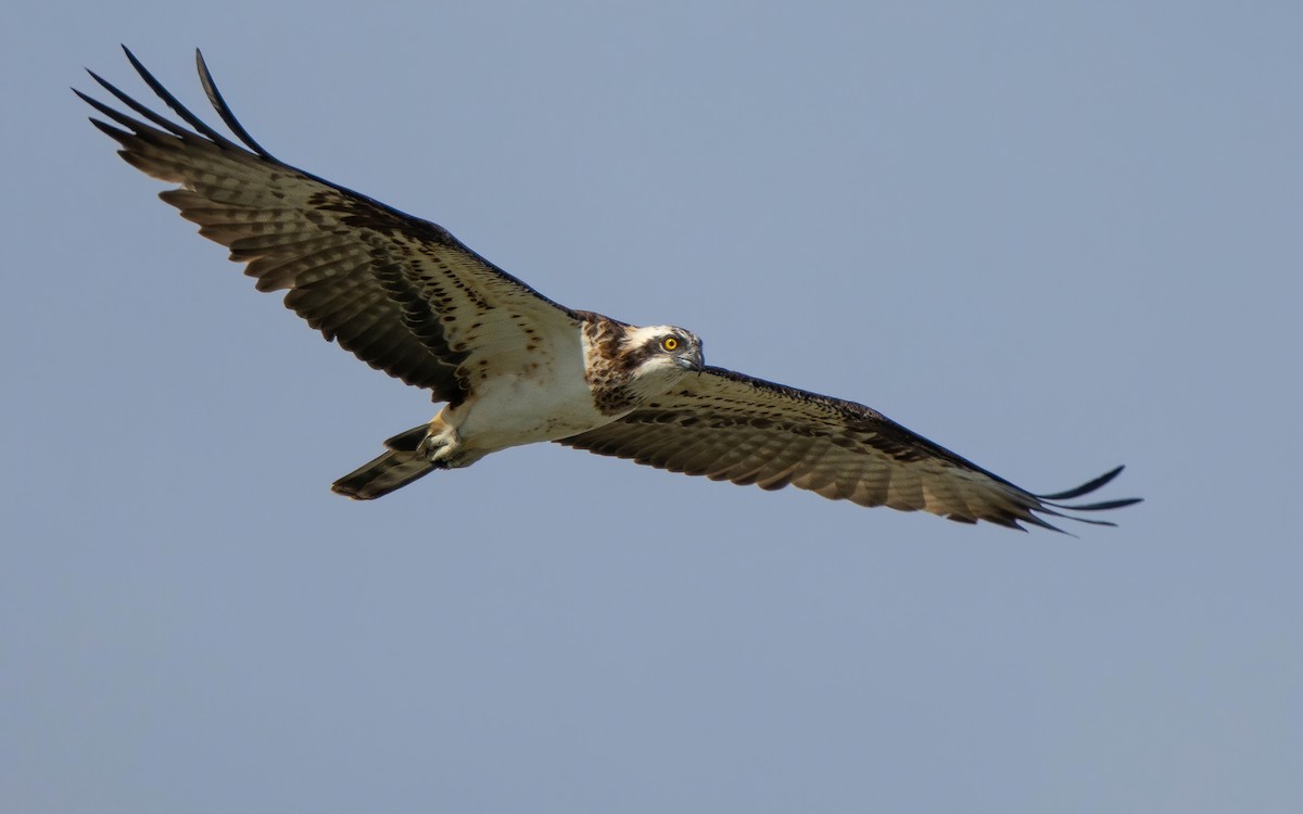 Arrano arrantzalea - ML646698066