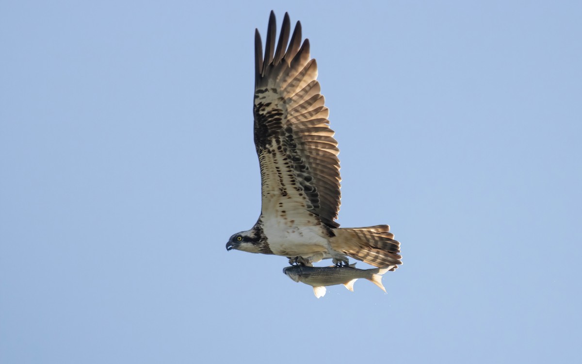 Arrano arrantzalea - ML646698067