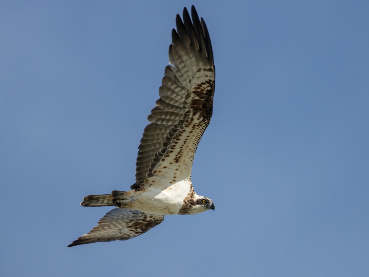 Arrano arrantzalea - ML646698068