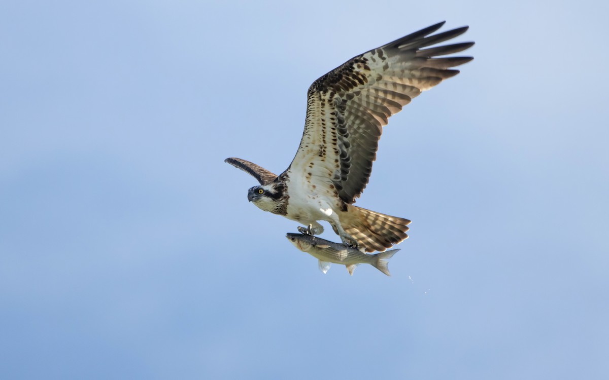 Arrano arrantzalea - ML646698069