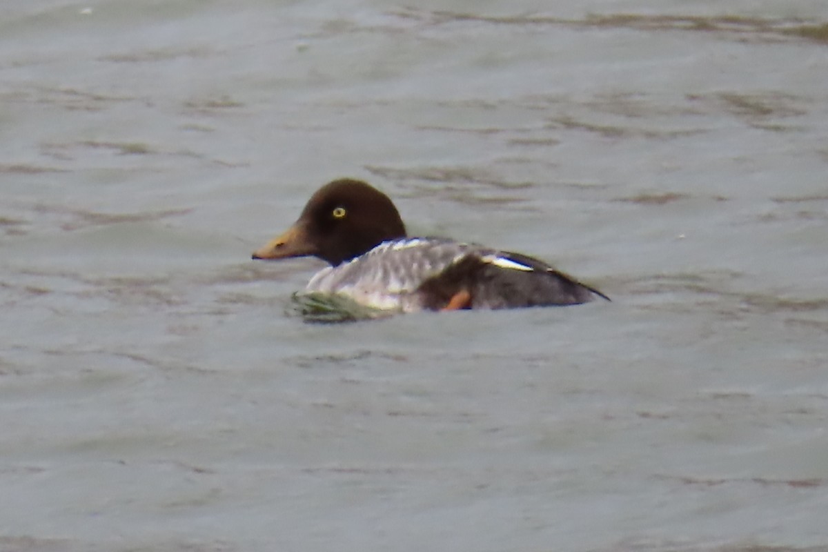 ホオジロガモ - ML646698071