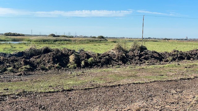 Ibis falcinelle - ML646698072