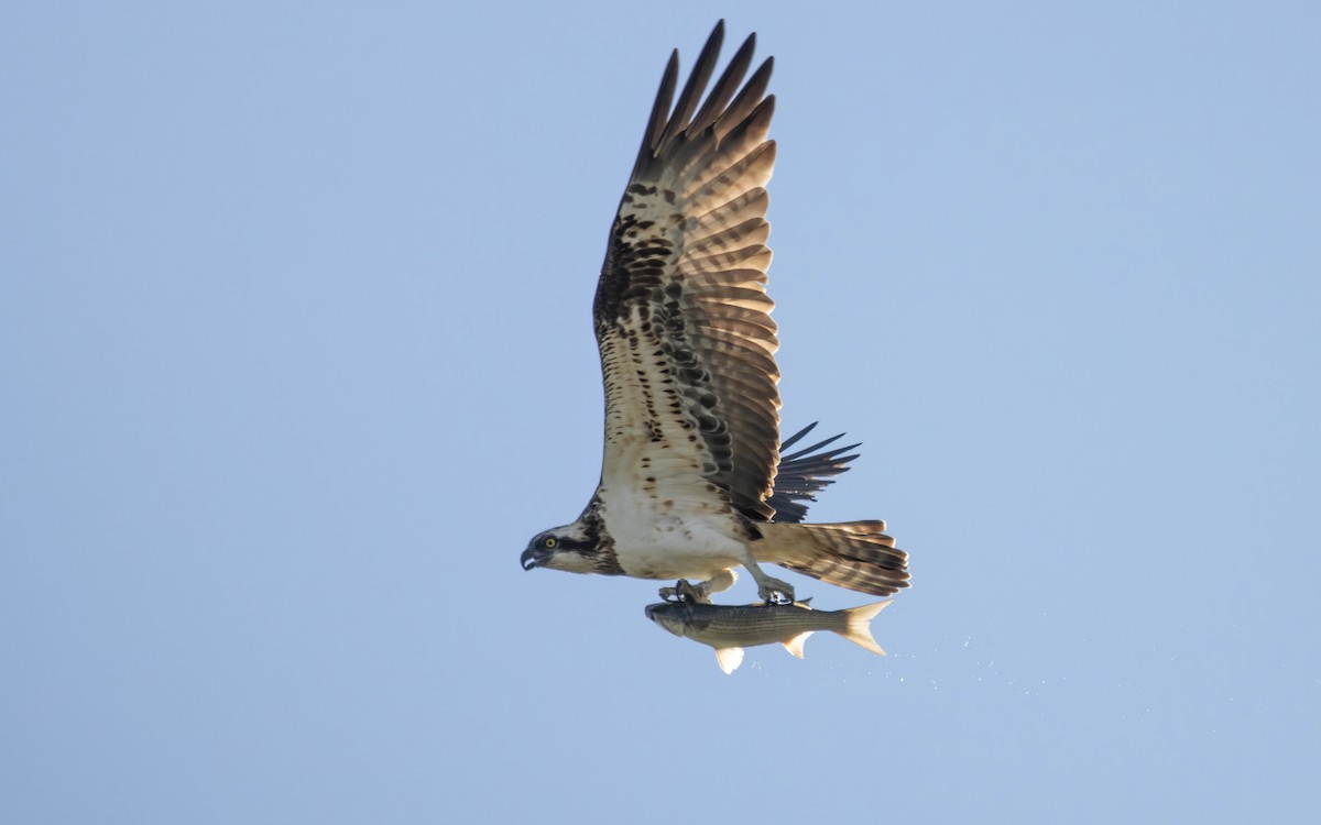 Arrano arrantzalea - ML646698073