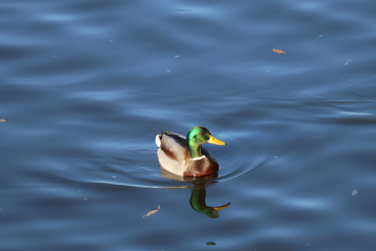 Canard colvert - ML646698074