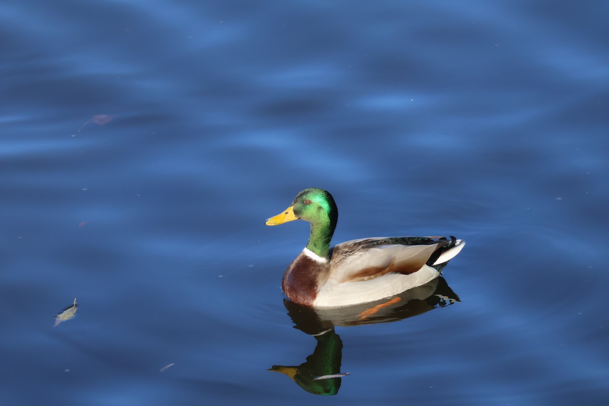 Canard colvert - ML646698075