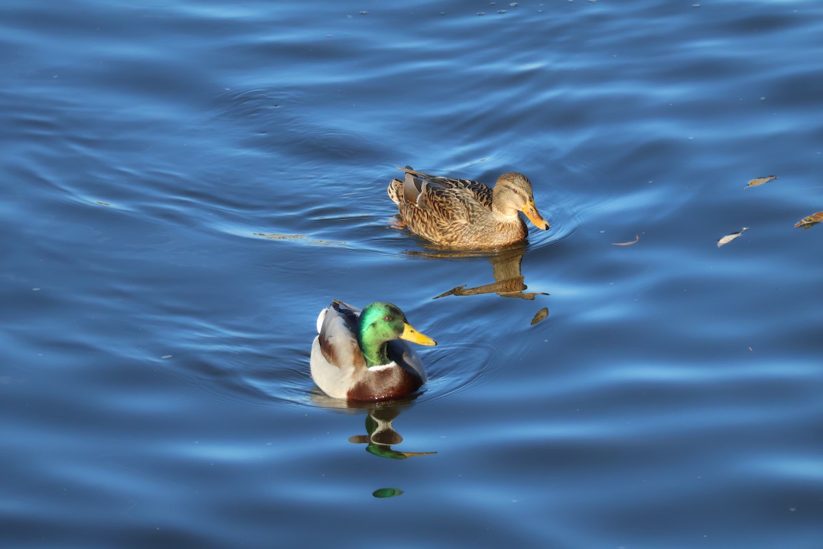 Canard colvert - ML646698076