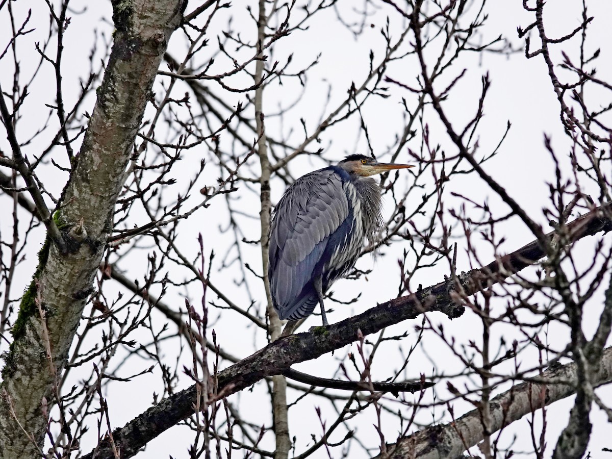 Great Blue Heron - ML646698077