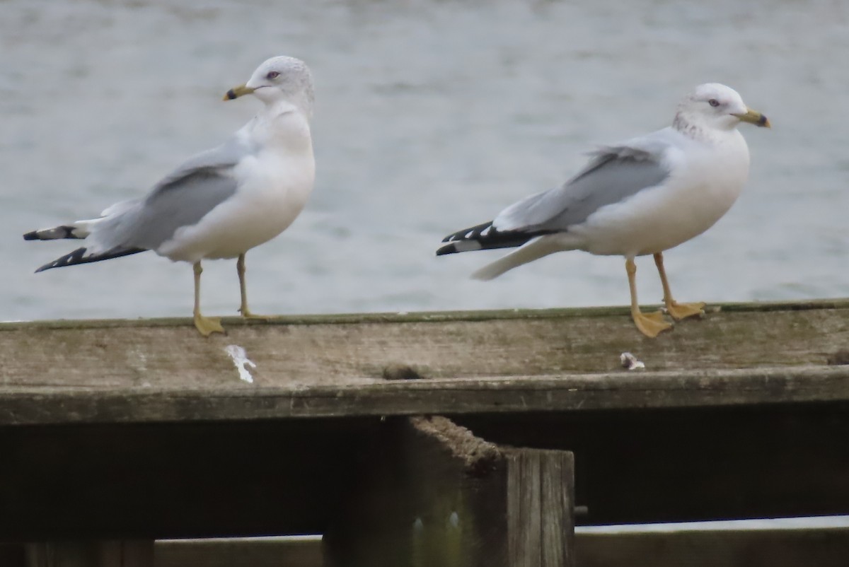 クロワカモメ - ML646698078