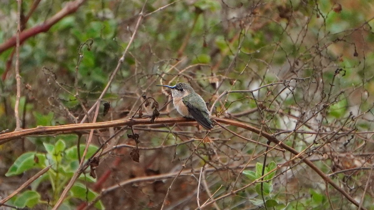 Colibri de Fanny - ML646698079